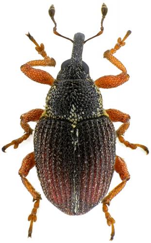 Amalus scortillum